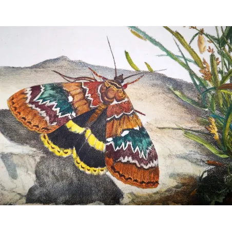 Antique Entomology Print – Jacob L’Admiral – Clifden Nonpareil