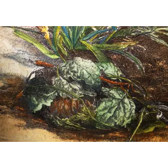 Antique Entomology Print – Jacob L’Admiral – Clifden Nonpareil