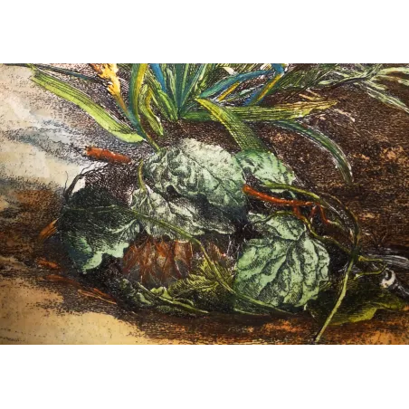 Antique Entomology Print – Jacob L’Admiral – Clifden Nonpareil