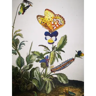 Antique Entomology Print – Jacob L’Admiral – Lesser Marbled Fritillary