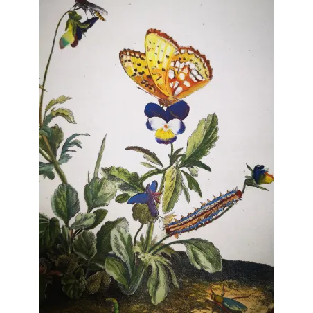Antique Entomology Print – Jacob L’Admiral – Lesser Marbled Fritillary