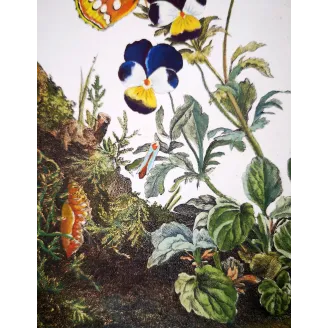 Antique Entomology Print – Jacob L’Admiral – Lesser Marbled Fritillary
