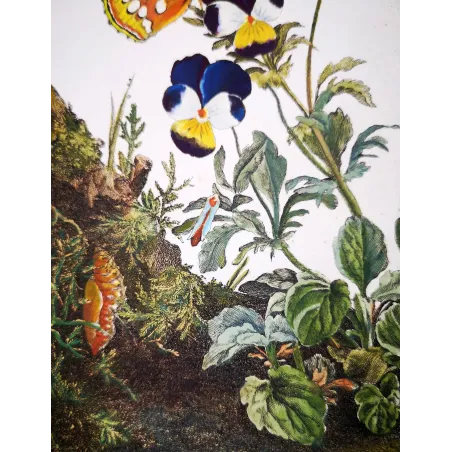 Antique Entomology Print – Jacob L’Admiral – Lesser Marbled Fritillary