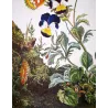 Lesser Marbled Fritillary (*Brenthis Ino*) on Wild Pansy (*Viola Tricolor*) Hand-colored engraving by Jacob L'Admiral (1774)
