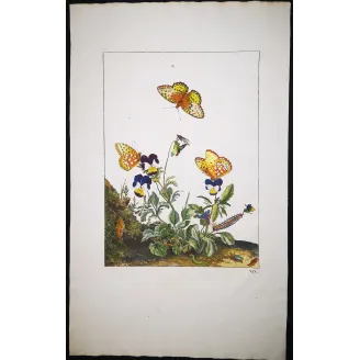 Antique Entomology Print – Jacob L’Admiral – Lesser Marbled Fritillary