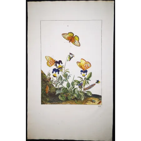 Antique Entomology Print – Jacob L’Admiral – Lesser Marbled Fritillary