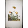 Lesser Marbled Fritillary (*Brenthis Ino*) on Wild Pansy (*Viola Tricolor*) Hand-colored engraving by Jacob L'Admiral (1774)