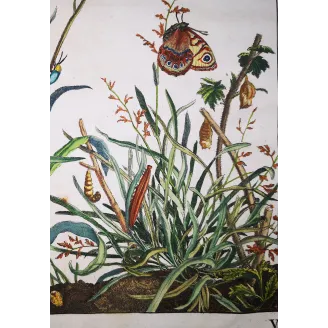 Antique Entomology Print – Jacob L’Admiral – Wall Brown