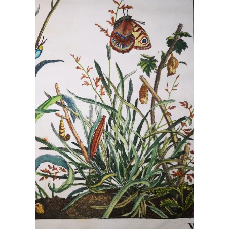 Antique Entomology Print – Jacob L’Admiral – Wall Brown