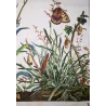 Wall Brown (*Lasiommata megera*) Hand-colored engraving by Jacob L'Admiral (1774)