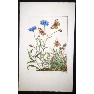 Antique Entomology Print – Jacob L’Admiral – Wall Brown