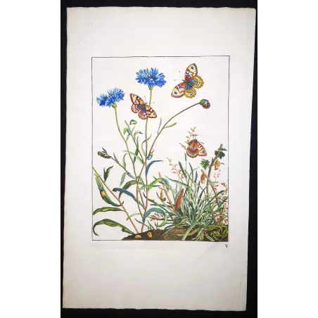 Antique Entomology Print – Jacob L’Admiral – Wall Brown