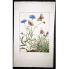 Wall Brown (*Lasiommata megera*) Hand-colored engraving by Jacob L'Admiral (1774)