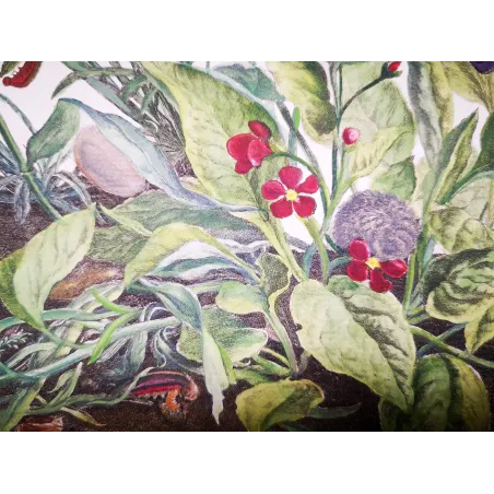 Antique Entomology Print – Jacob L’Admiral – Ringlet