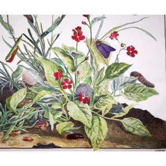 Antique Entomology Print – Jacob L’Admiral – Ringlet