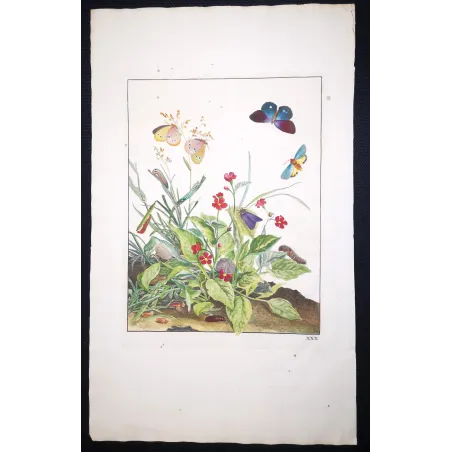 Antique Entomology Print – Jacob L’Admiral – Ringlet
