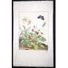 Ringlet (*Aphantopus hyperatus*) Hand-colored engraving by Jacob L'Admiral (1774)