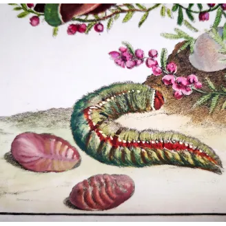 Antique Entomology Print – Jacob L’Admiral – Grass Eggar