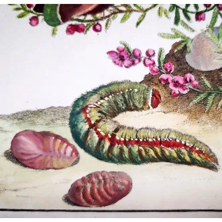 Antique Entomology Print – Jacob L’Admiral – Grass Eggar