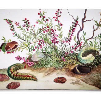 Antique Entomology Print – Jacob L’Admiral – Grass Eggar