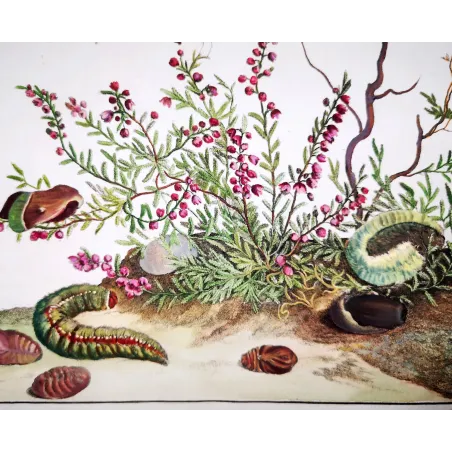 Antique Entomology Print – Jacob L’Admiral – Grass Eggar