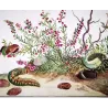 Grass Eggar (*Lesiocampa Trifolii*) Hand-colored engraving by Jacob L'Admiral (1774)