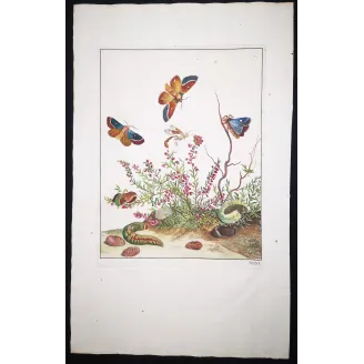 Antique Entomology Print – Jacob L’Admiral – Grass Eggar