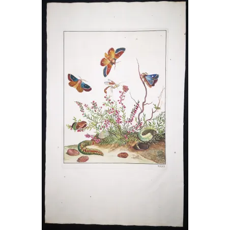 Antique Entomology Print – Jacob L’Admiral – Grass Eggar