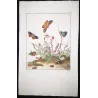 Grass Eggar (*Lesiocampa Trifolii*) Hand-colored engraving by Jacob L'Admiral (1774)