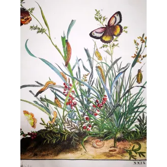 Antique Entomology Print – Jacob L’Admiral – Brown Butterfly