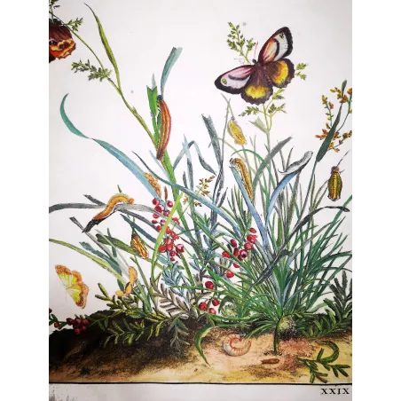 Antique Entomology Print – Jacob L’Admiral – Brown Butterfly