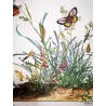 Brown Butterfly (*Pseudonympha*) Hand-colored engraving by Jacob L'Admiral (1774)