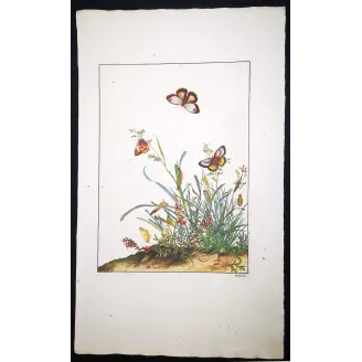 Antique Entomology Print – Jacob L’Admiral – Brown Butterfly