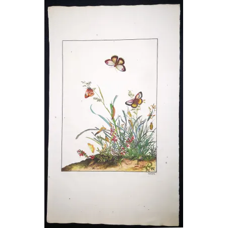 Antique Entomology Print – Jacob L’Admiral – Brown Butterfly