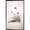 Brown Butterfly (*Pseudonympha*) Hand-colored engraving by Jacob L'Admiral (1774)