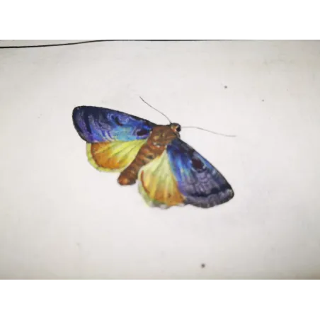 Antique Entomology Print – Jacob L’Admiral – Small Purple-barred