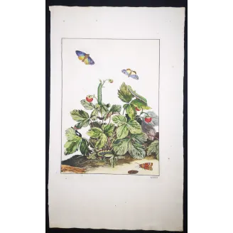Antique Entomology Print – Jacob L’Admiral – Small Purple-barred