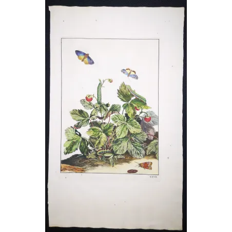 Antique Entomology Print – Jacob L’Admiral – Small Purple-barred