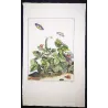Small Purple-barred (*Phytometra viridaria*) on Wild Strawberry (*Fragaria vesca*) Hand-col. engraving by Jacob L'Admiral (1774)