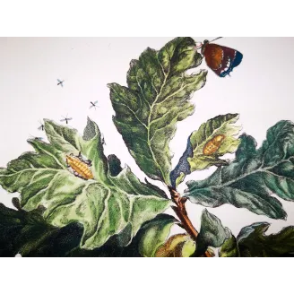 Antique Entomology Print – Jacob L’Admiral – White-letter Hairstreak