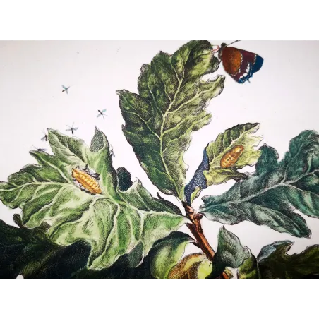 Antique Entomology Print – Jacob L’Admiral – White-letter Hairstreak