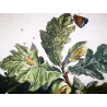 White-letter Hairstreak (*Satyrium w-album*) on Oak (*Quercus*) Hand-colored engraving by Jacob L'Admiral (1774)