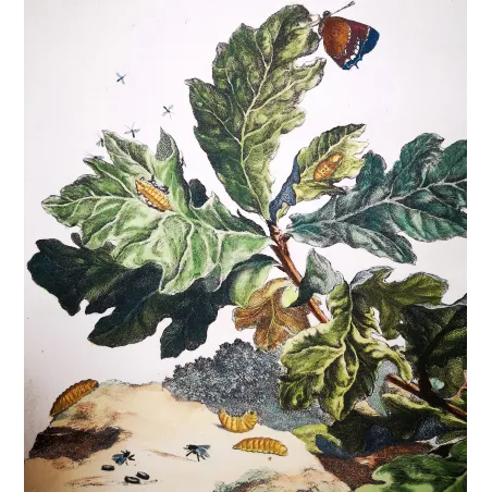Antique Entomology Print – Jacob L’Admiral – White-letter Hairstreak