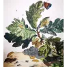 White-letter Hairstreak (*Satyrium w-album*) on Oak (*Quercus*) Hand-colored engraving by Jacob L'Admiral (1774)