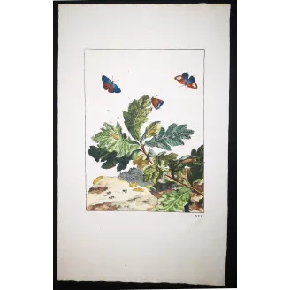 Antique Entomology Print – Jacob L’Admiral – White-letter Hairstreak