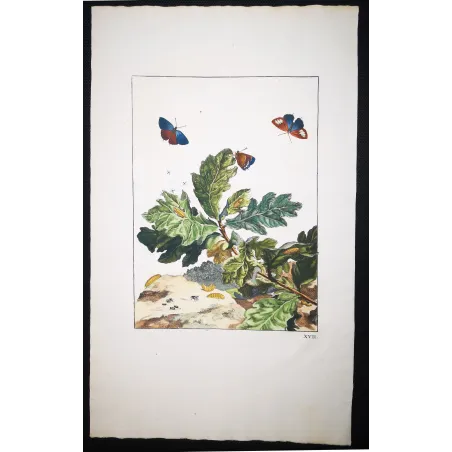 Antique Entomology Print – Jacob L’Admiral – White-letter Hairstreak