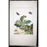 White-letter Hairstreak (*Satyrium w-album*) on Oak (*Quercus*) Hand-colored engraving by Jacob L'Admiral (1774)