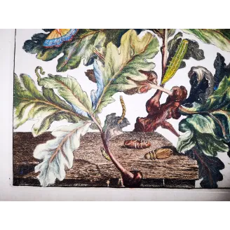 Antique Entomology Print – Jacob L’Admiral – Eyed Hawk-moth