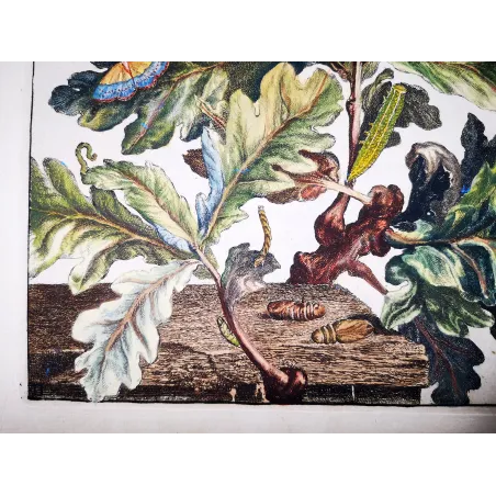 Antique Entomology Print – Jacob L’Admiral – Eyed Hawk-moth