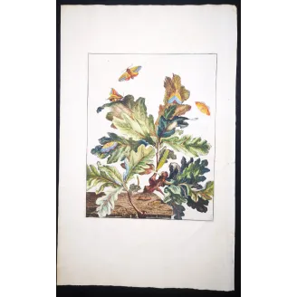 Antique Entomology Print – Jacob L’Admiral – Eyed Hawk-moth